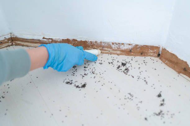Best Termite Control Services  in Stafford, TX